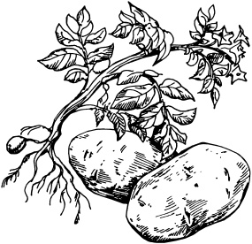 Большая энциклопедия дачника Большая энциклопедия дачника