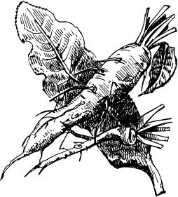 Большая энциклопедия дачника Большая энциклопедия дачника