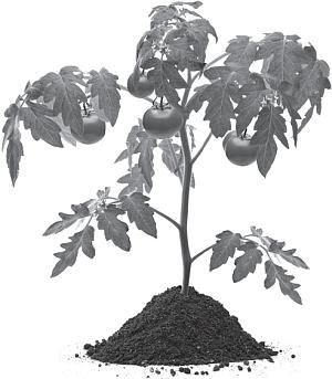 Большая энциклопедия дачника Большая энциклопедия дачника