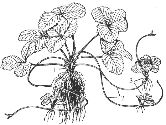 Земляника. Клубника. Сорта, уход, сезонный календарь Земляника. Клубника. Сорта, уход, сезонный календарь