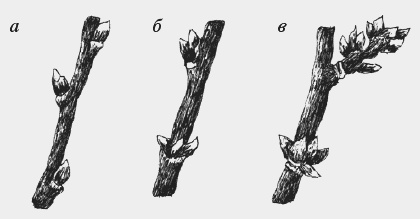 Вишня, черешня. Сорта, выращивание, уход, заготовки Вишня, черешня. Сорта, выращивание, уход, заготовки
