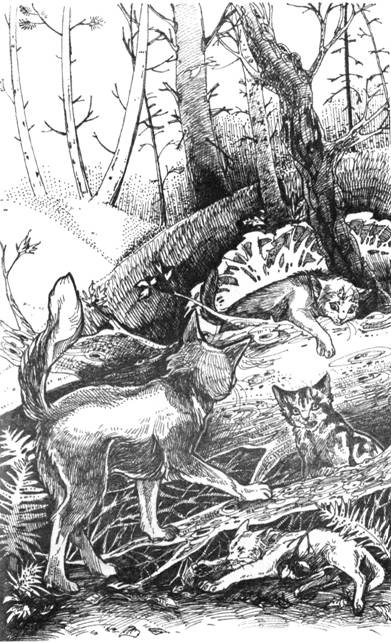 Нерассказанные истории. История Остролистой Нерассказанные истории. История Остролистой