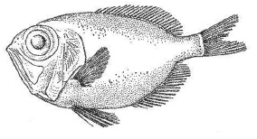 Дары моря, исцеляющие организм Дары моря, исцеляющие организм