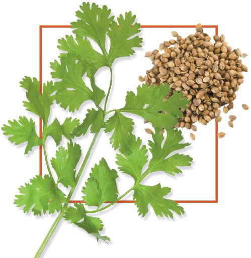 Кориандр. Базилик Кориандр. Базилик