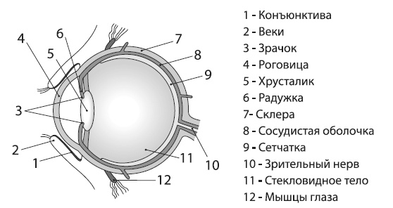 Болезни глаз Болезни глаз