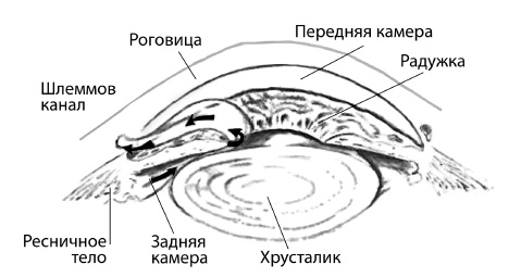 Болезни глаз Болезни глаз