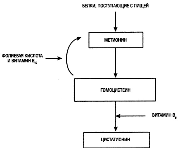 Химия здорового питания Химия здорового питания