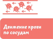 Как устроен человек Как устроен человек