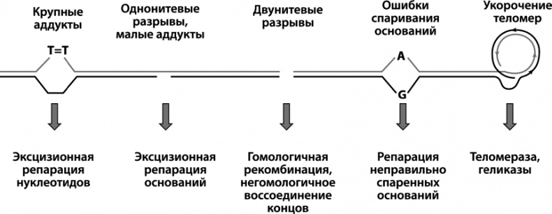 Как победить свой возраст? 8 уникальных способов, которые помогут достичь долголетия Как победить свой возраст? 8 уникальных способов, которые помогут достичь долголетия