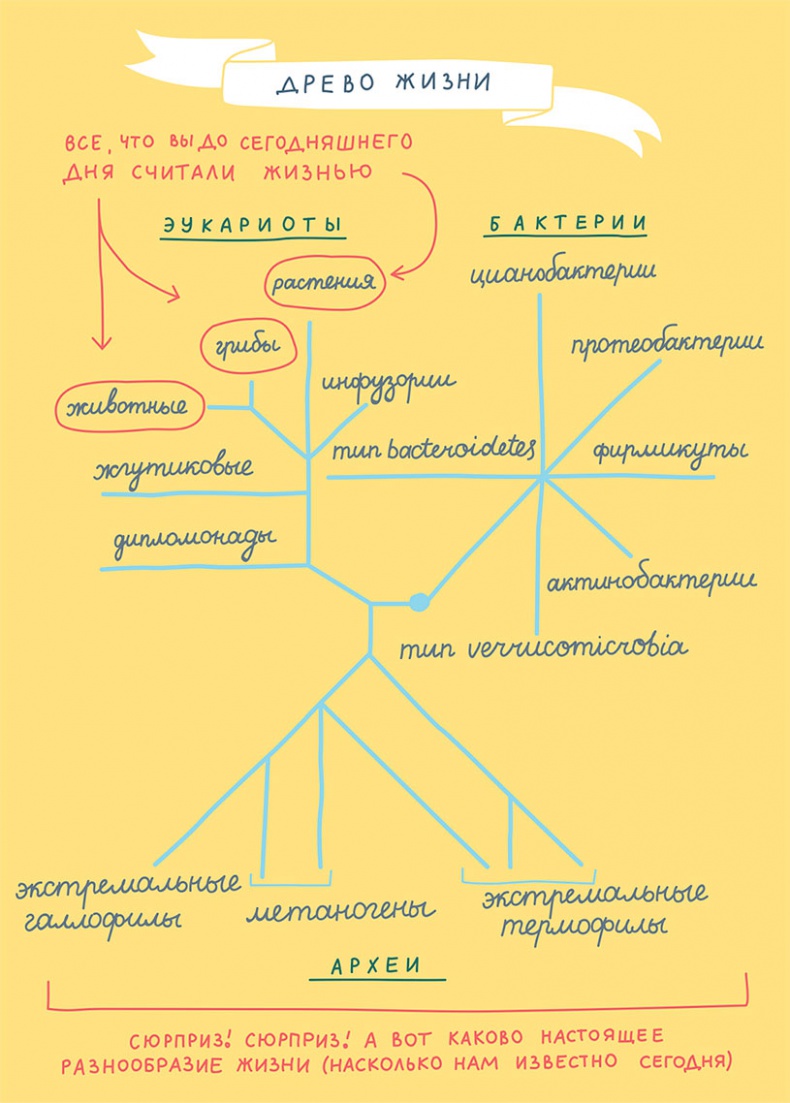 Смотри, что у тебя внутри. Как микробы, живущие в нашем теле, определяют наше здоровье и нашу личность Смотри, что у тебя внутри. Как микробы, живущие в нашем теле, определяют наше здоровье и нашу личность