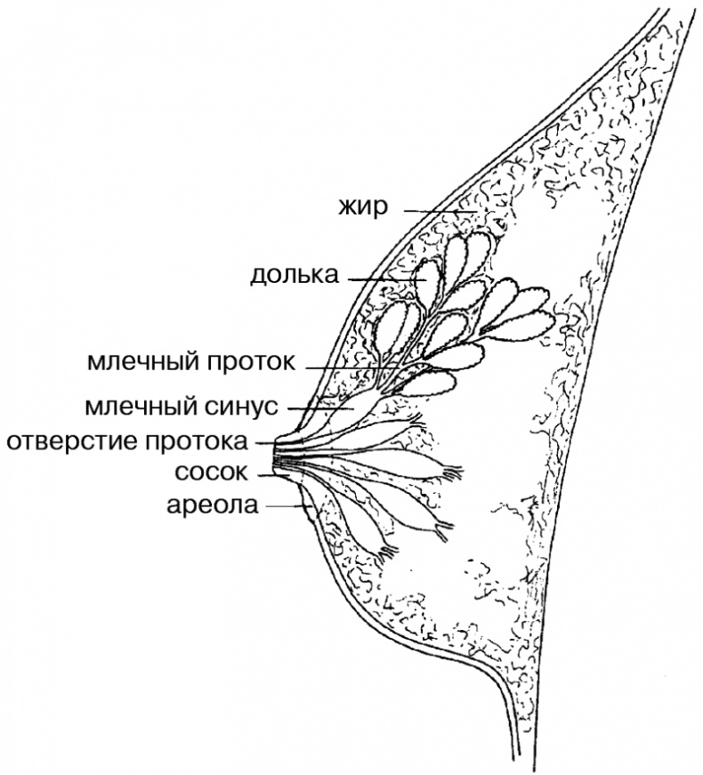 Антирак груди Антирак груди