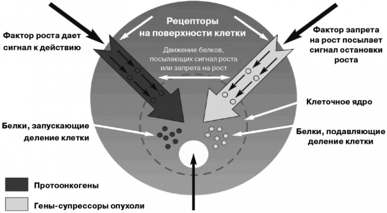 Антирак груди Антирак груди