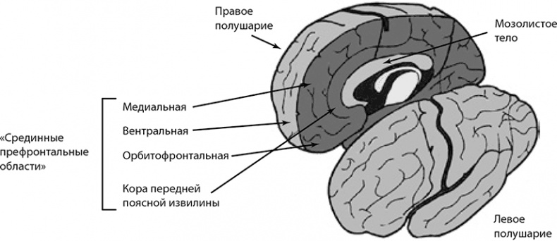Внимательный мозг. Научный взгляд на медитацию Внимательный мозг. Научный взгляд на медитацию