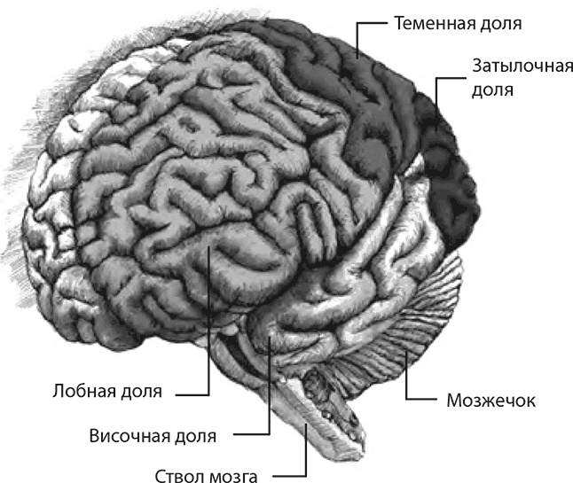 Внимательный мозг. Научный взгляд на медитацию Внимательный мозг. Научный взгляд на медитацию