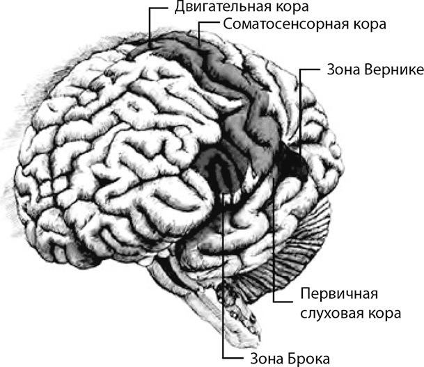 Внимательный мозг. Научный взгляд на медитацию Внимательный мозг. Научный взгляд на медитацию