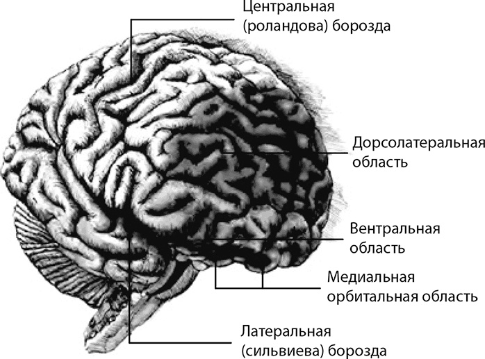 Внимательный мозг. Научный взгляд на медитацию Внимательный мозг. Научный взгляд на медитацию