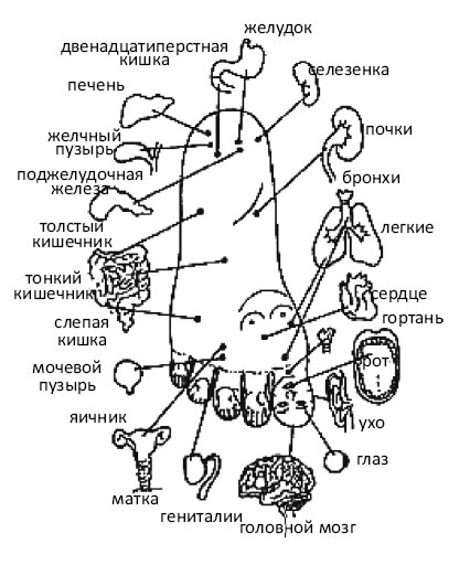 От сомнений к определенности. Опыт врача От сомнений к определенности. Опыт врача