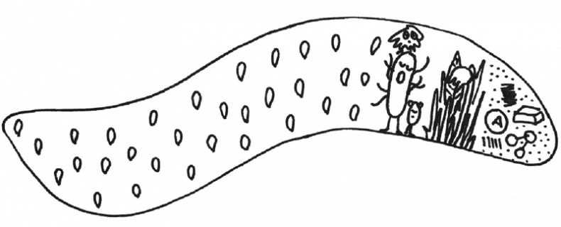 Очаровательный кишечник. Как самый могущественный орган управляет нами Очаровательный кишечник. Как самый могущественный орган управляет нами