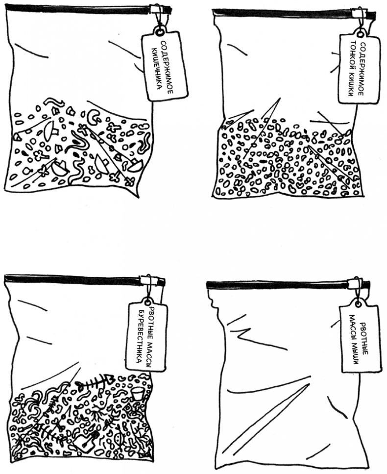 Очаровательный кишечник. Как самый могущественный орган управляет нами