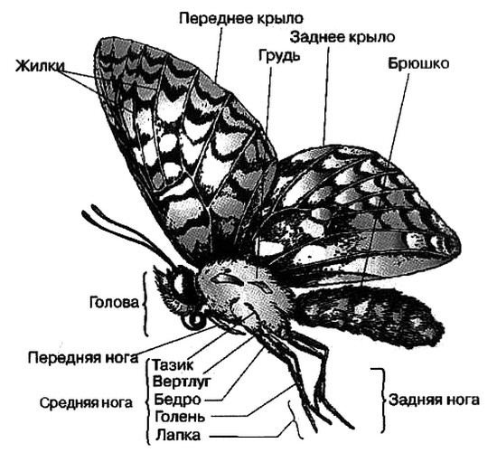 Человек с яйцом. Жизнь и мнения Александра Проханова Человек с яйцом. Жизнь и мнения Александра Проханова