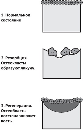 Питание и долголетие Питание и долголетие
