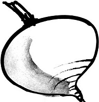 Питание и долголетие Питание и долголетие