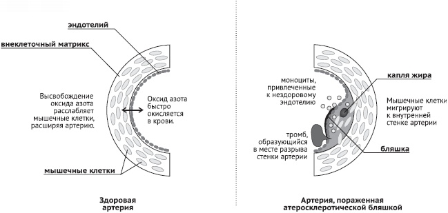 Питание и долголетие Питание и долголетие
