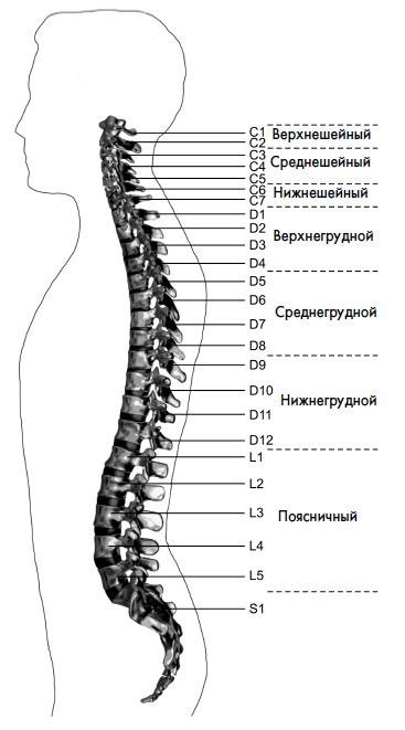 Ария для спины. Авторская программа, чтобы никогда не болели суставы Ария для спины. Авторская программа, чтобы никогда не болели суставы