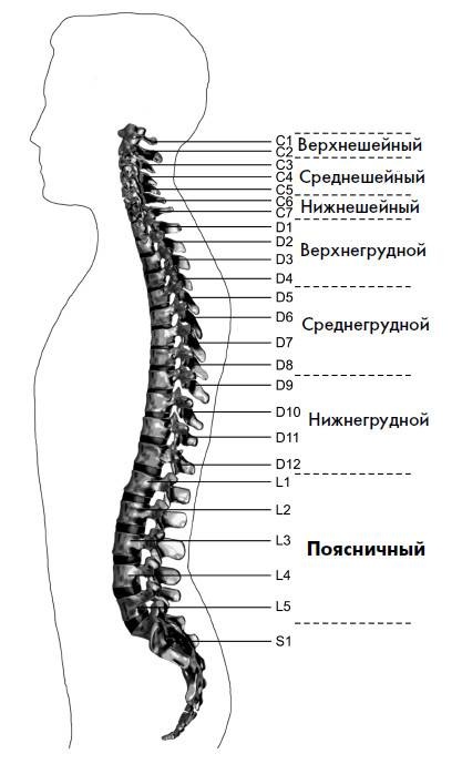 Ария для спины. Авторская программа, чтобы никогда не болели суставы Ария для спины. Авторская программа, чтобы никогда не болели суставы