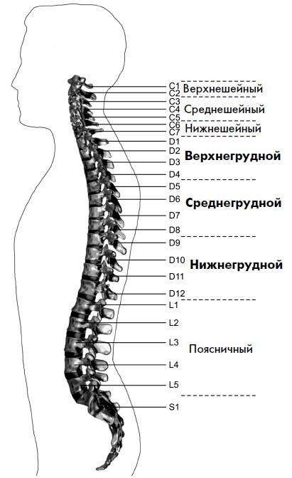 Ария для спины. Авторская программа, чтобы никогда не болели суставы Ария для спины. Авторская программа, чтобы никогда не болели суставы