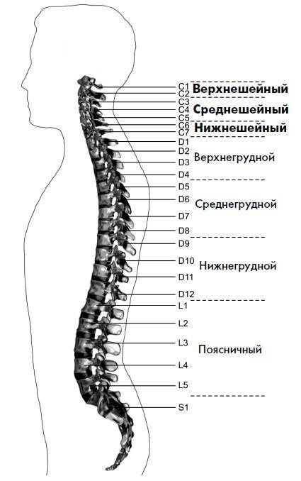 Ария для спины. Авторская программа, чтобы никогда не болели суставы Ария для спины. Авторская программа, чтобы никогда не болели суставы