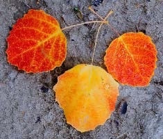 Сказочная энциклопедия для маленьких вундеркиндов. Чудеса в природе Сказочная энциклопедия для маленьких вундеркиндов. Чудеса в природе