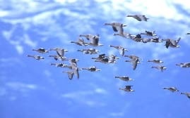 Сказочная энциклопедия для маленьких вундеркиндов. Чудеса в природе Сказочная энциклопедия для маленьких вундеркиндов. Чудеса в природе