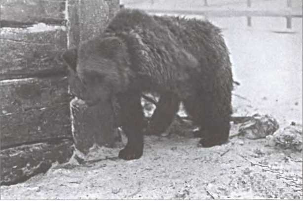 Зимняя война 1939-1940 гг. Зимняя война 1939-1940 гг.