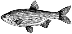 Рыбалка. На мормышку без насадки Рыбалка. На мормышку без насадки