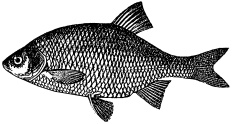 Рыбалка. На мормышку без насадки Рыбалка. На мормышку без насадки