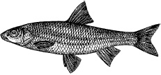 Рыбалка. На мормышку без насадки Рыбалка. На мормышку без насадки