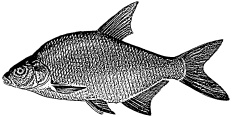 Рыбалка. На мормышку без насадки Рыбалка. На мормышку без насадки