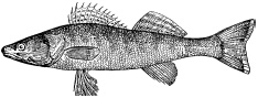 Рыбалка. На мормышку без насадки Рыбалка. На мормышку без насадки