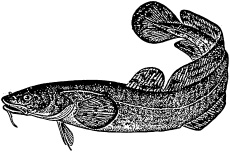 Рыбалка. На мормышку без насадки Рыбалка. На мормышку без насадки