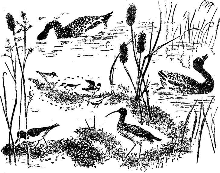 Город и лес у моря Город и лес у моря