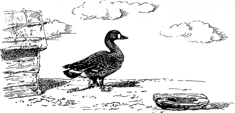 Город и лес у моря Город и лес у моря