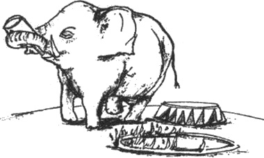 Почему панда стоит на голове и другие удивительные истории о животных Почему панда стоит на голове и другие удивительные истории о животных