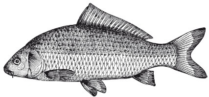 Исконно русская рыбалка. Жизнь и ловля пресноводных рыб Исконно русская рыбалка. Жизнь и ловля пресноводных рыб