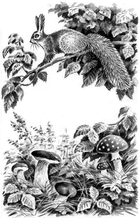 Длиннохвостые разбойники Длиннохвостые разбойники