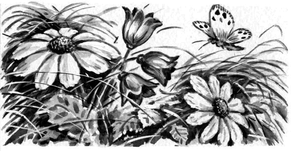 Длиннохвостые разбойники Длиннохвостые разбойники