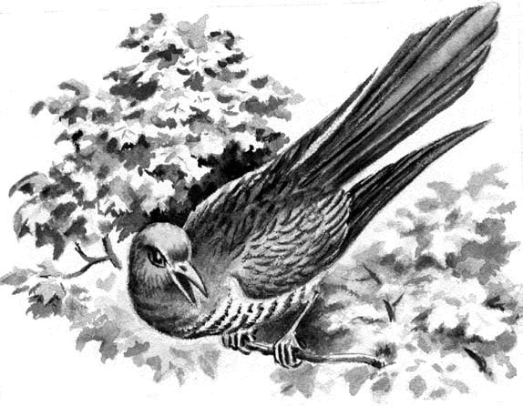 Длиннохвостые разбойники Длиннохвостые разбойники