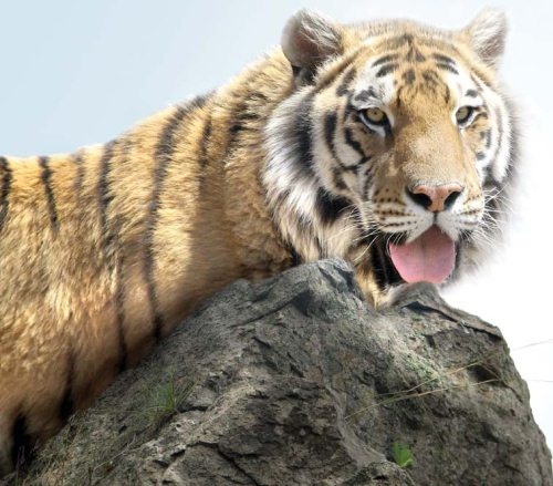 Полосатая кошка, пятнистая кошка Полосатая кошка, пятнистая кошка