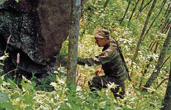 Полосатая кошка, пятнистая кошка Полосатая кошка, пятнистая кошка