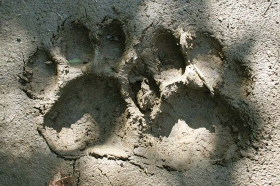 Полосатая кошка, пятнистая кошка Полосатая кошка, пятнистая кошка